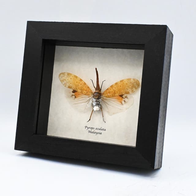 Real large White Lanternfly framed taxidermy - Pyrops oculata