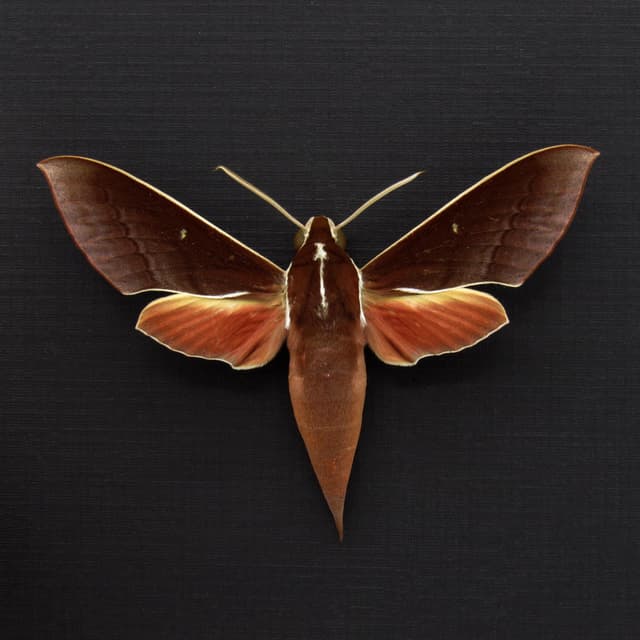 Real White-edged Hunter Hawkmoth framed taxidermy - Theretra pallicosta