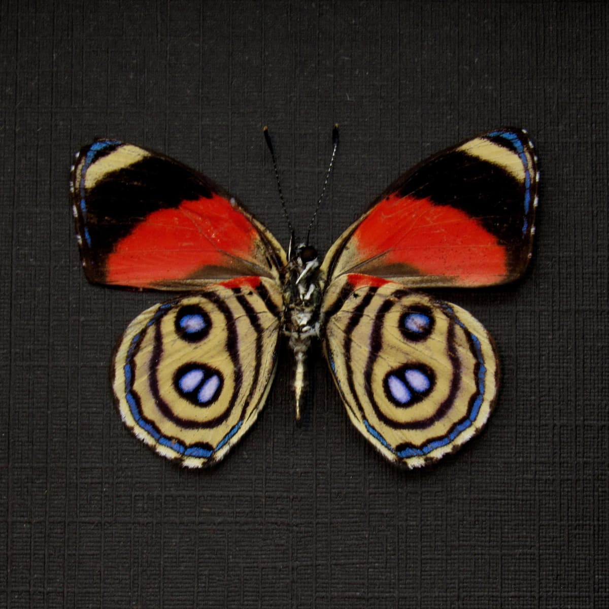 Real red butterfly framed taxidermy - Callicore hystaspes