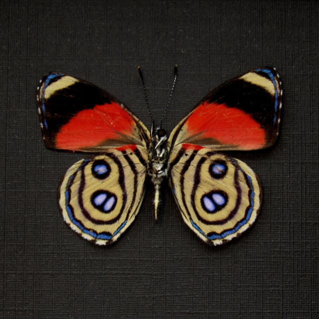 Real red butterfly framed taxidermy - Callicore hystaspes