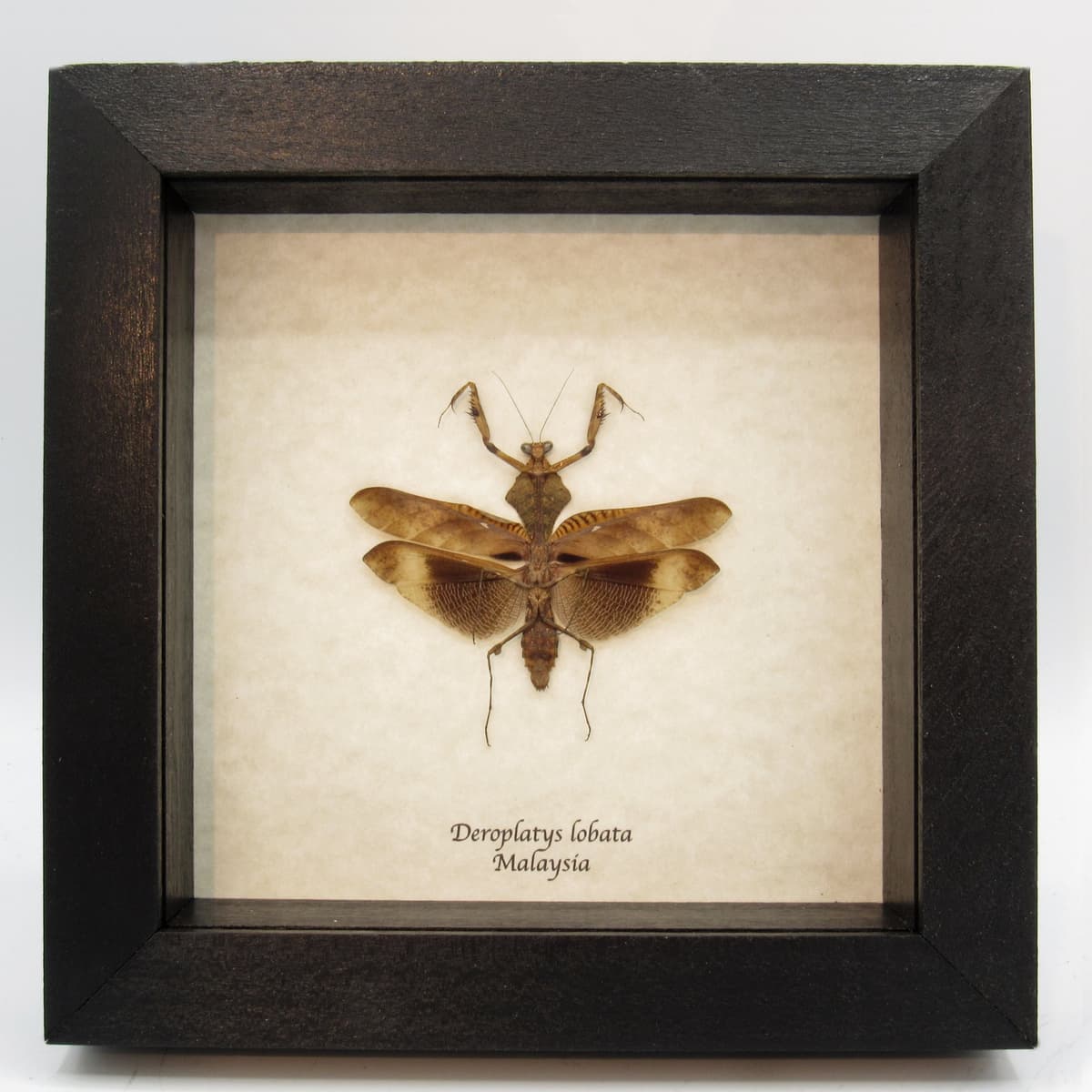Real framed taxidermy Dead Leaf praying mantis - Deroplatys lobata - light form