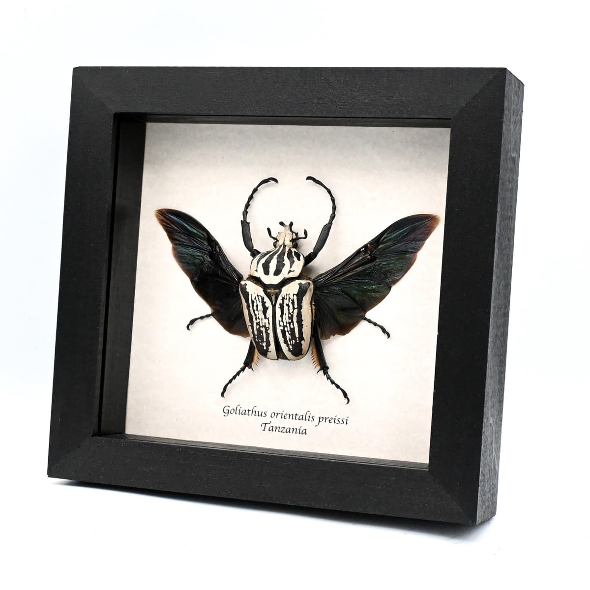 Real giant Flower beetle framed taxidermy - Goliathus orientalis preissi (usambarensis)