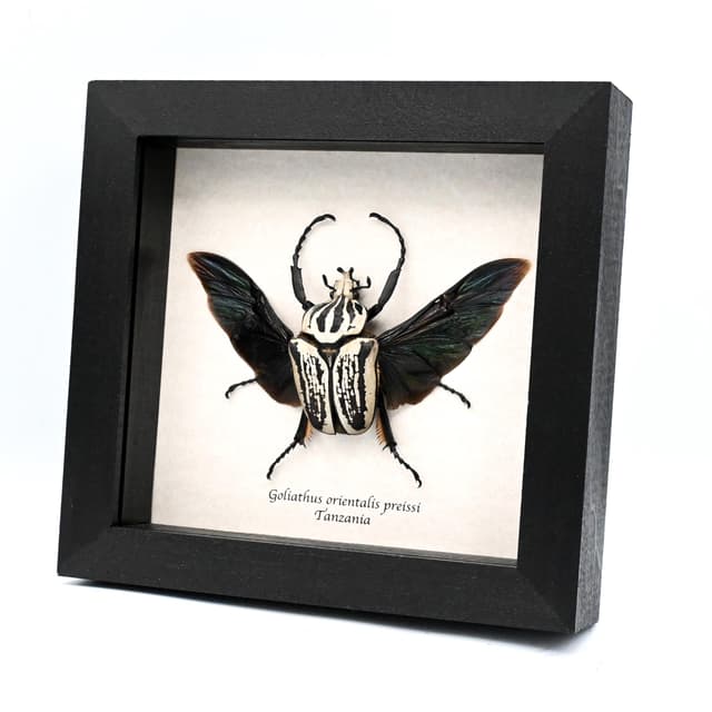Real giant Flower beetle framed taxidermy - Goliathus orientalis preissi (usambarensis)