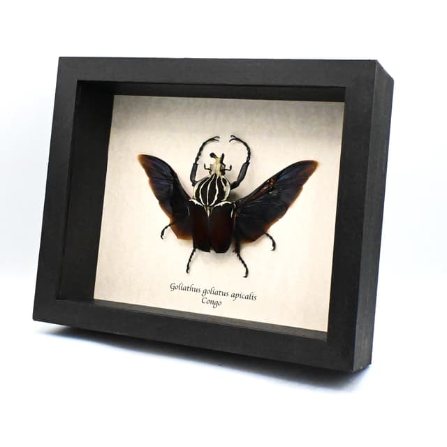Very large real Flower Beetle framed taxidermy - Goliathus goliatus apicalis