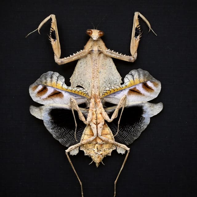 Rare framed taxidermy Dead Leaf praying mantis - Deroplatys trigonodera