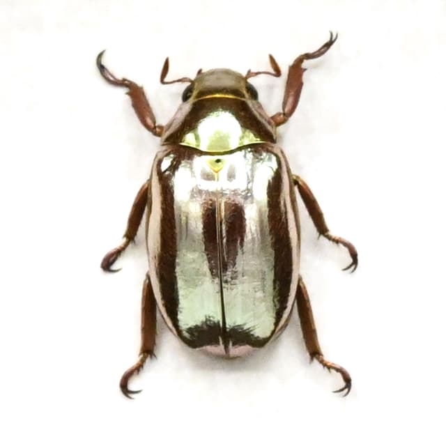 Rare silver Jewel beetle framed taxidermy - Chrysina optima