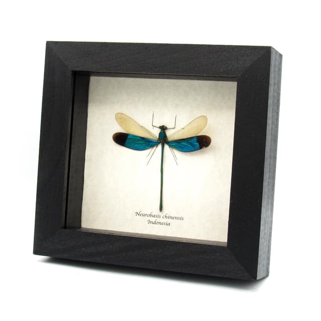 Real blue dragonfly framed taxidermy - Neurobasis chinensis
