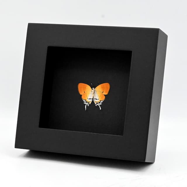 Real framed Orange Plush butterfly specimens - Sithon nedymond - female