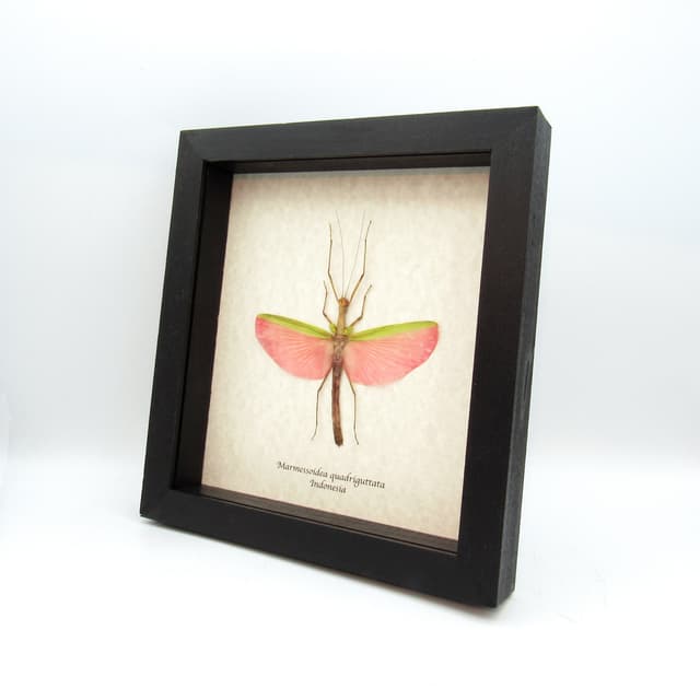 Real GIANT pink stick bug framed taxidermy - Marmessoidea quadriguttata - large female