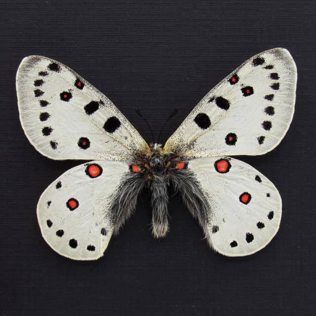 Rare white Snow Apollo butterfly framed taxidermy - Parnassius apollonius alpinus - 2