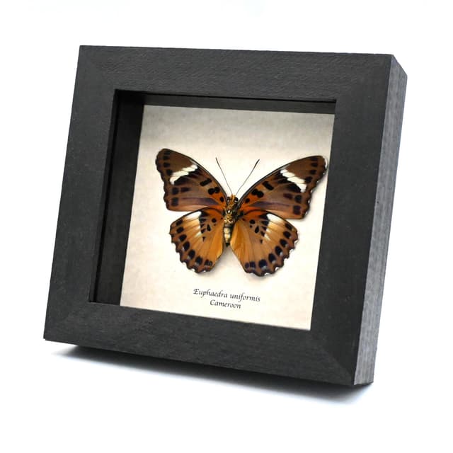 Real Forester butterfly framed specimen - Euphaedra uniformis - large female