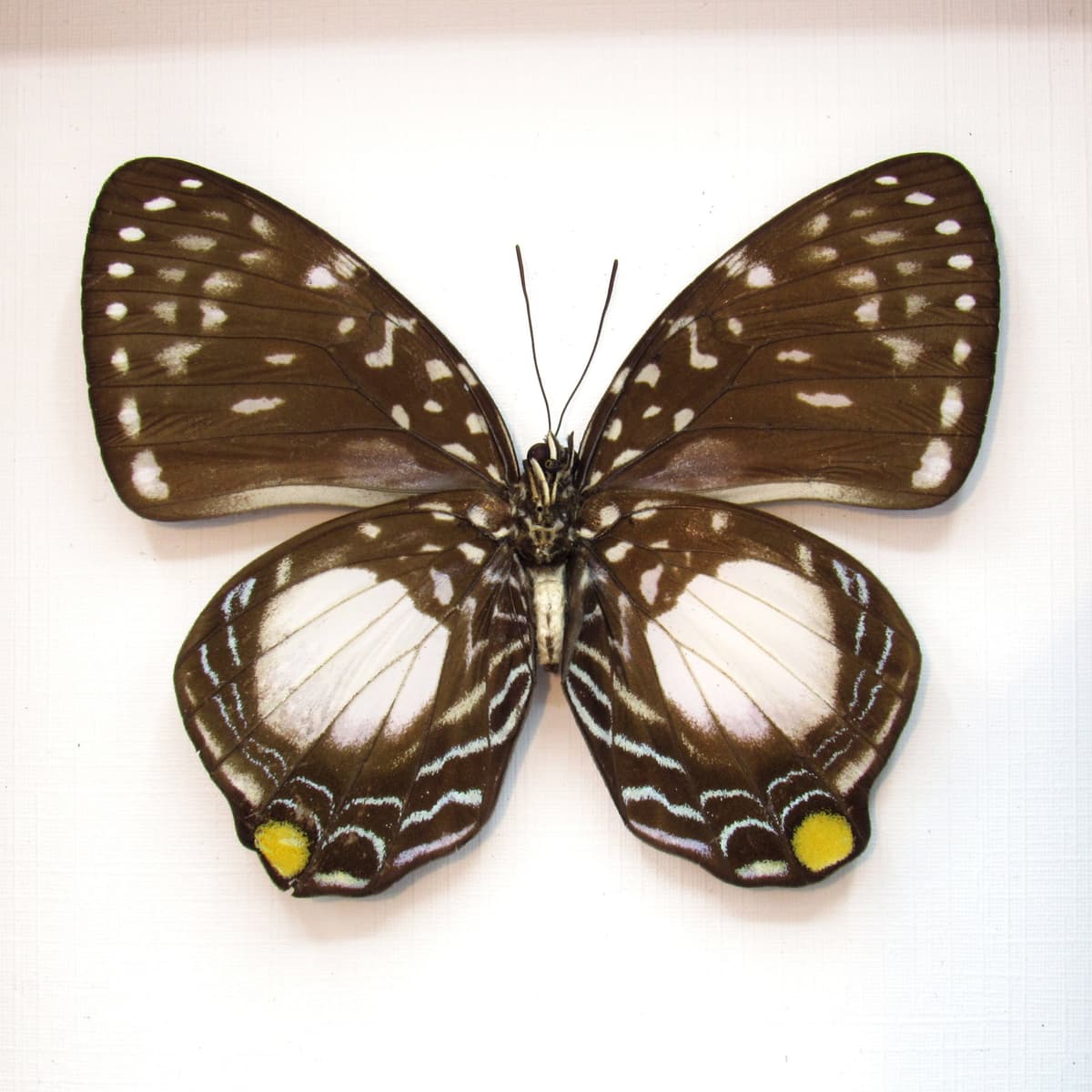 Real framed butterfly taxidermy - Prothoe australis hewitsoni - female