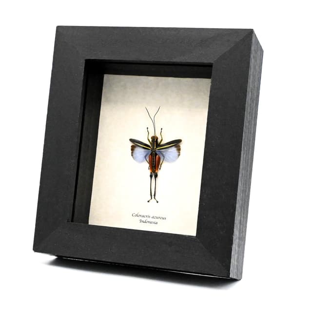 Real blue Grasshopper framed taxidermy - Coloracris azureus