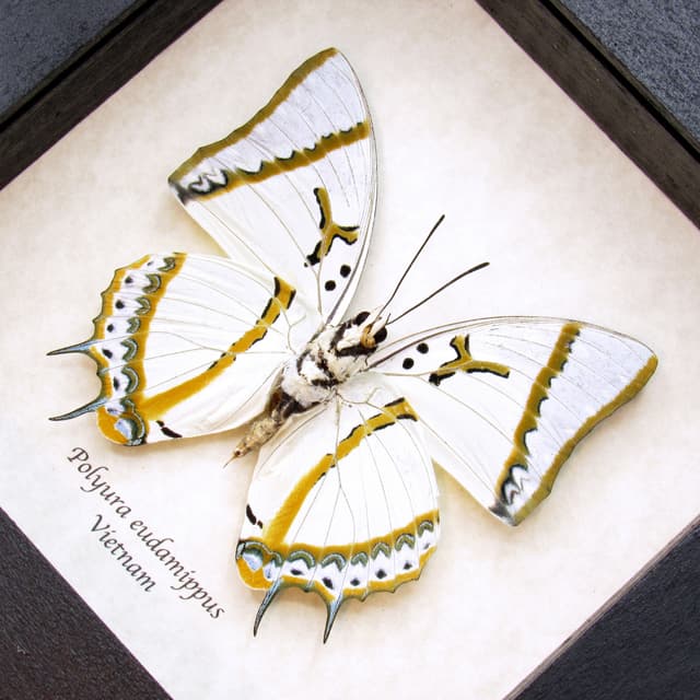 Real pearlescent butterfly framed taxidermy - Polyura eudamippus
