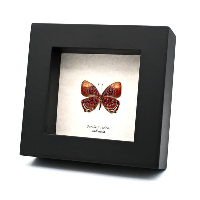 Rare Red Harlequin butterfly framed taxidermy - Paralaxita telesia