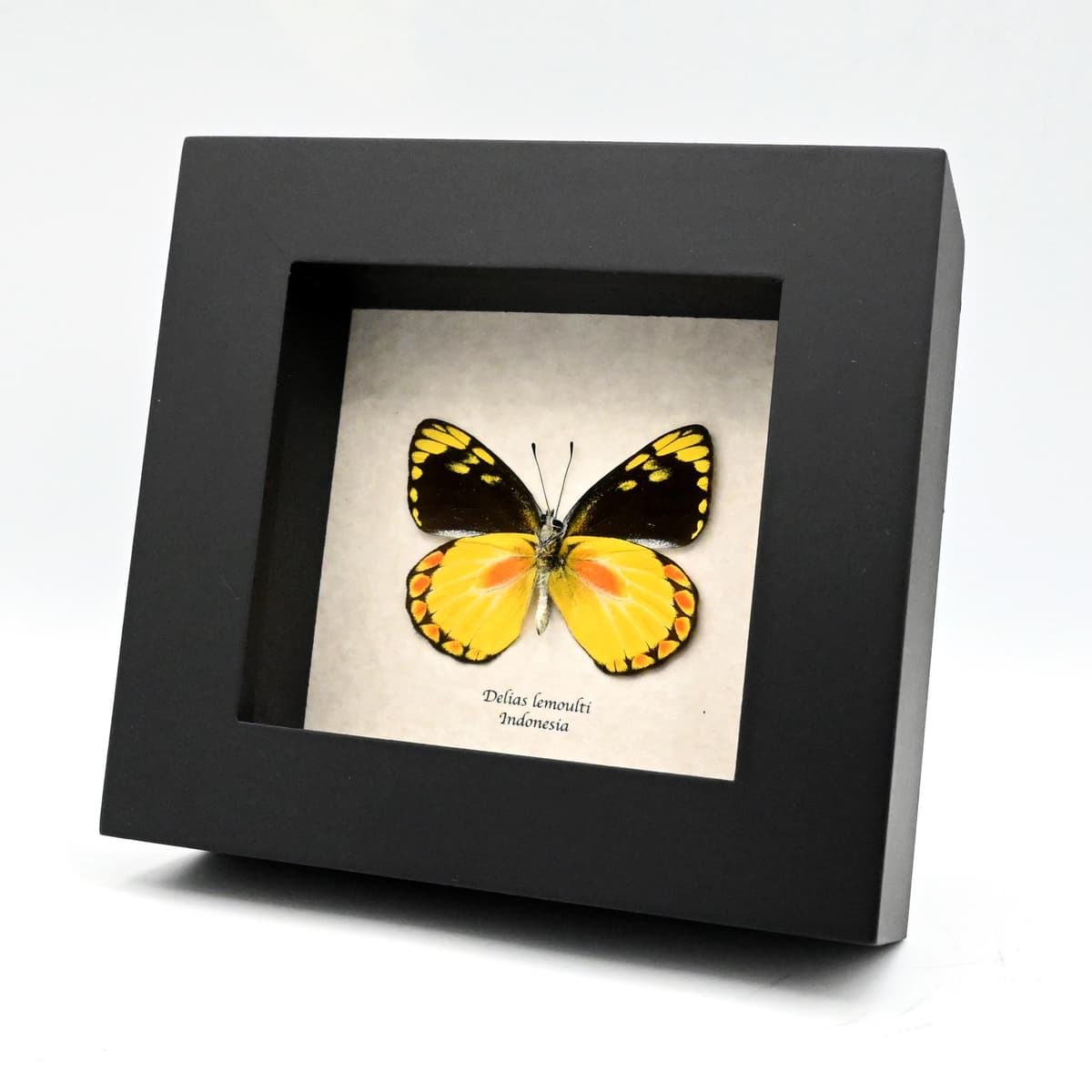 Real yellow Delias butterfly framed taxidermy - Delias lemoulti