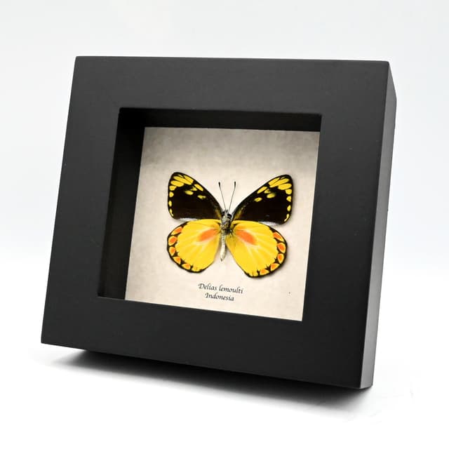 Real yellow Delias butterfly framed taxidermy - Delias lemoulti