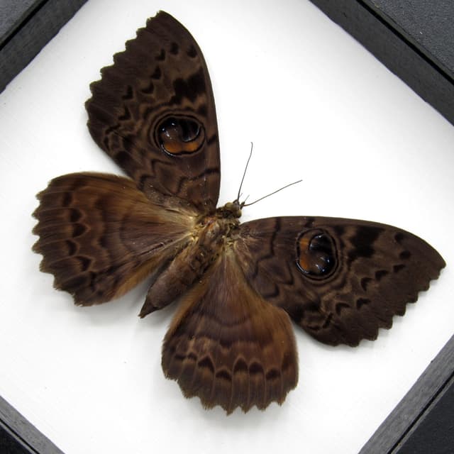 Large Afrcian owl moth framed specimen - Erebus walkeri
