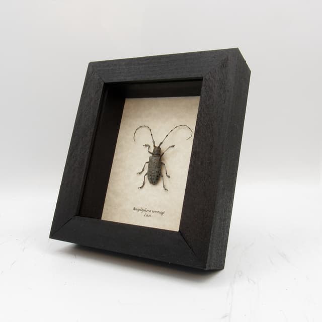 Real Longhorn beetle framed taxidermy - Anoplophora versteegi