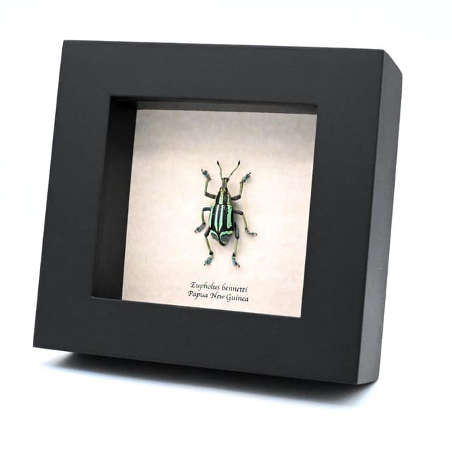 Rare green Weevil framed taxidermy - Eupholus bennetti - special color form