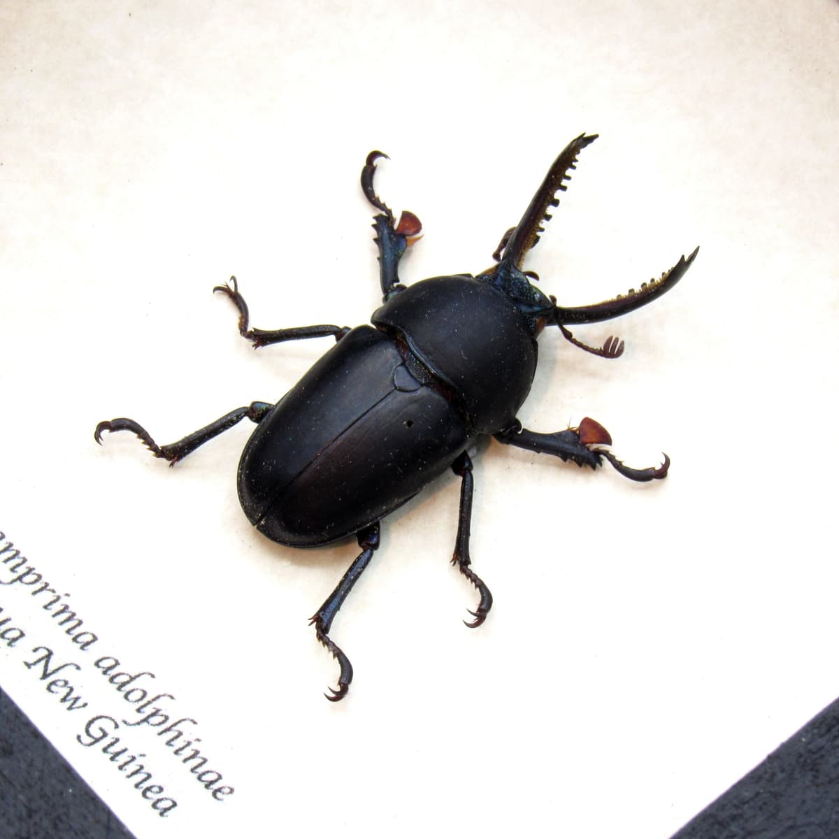 Rare Stag beetle framed taxidermy - Lamprima adolphinae - black color form