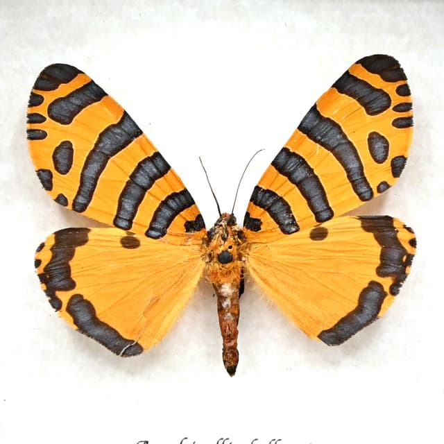 Rare framed taxidermy Tiger Moth - Amphicallia bellatrix