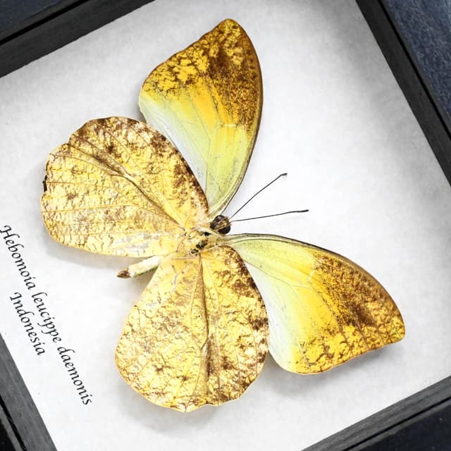 Real yellow Sulphur butterfly framed taxidermy - Hebomoia leucippe daemonis - female