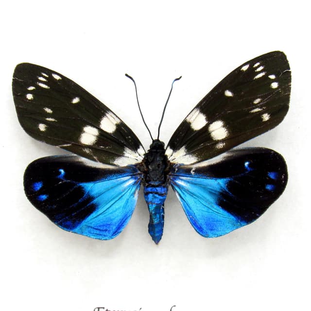 Rare metallic Day Flying moth framed taxidermy - Eterusia subcyanea - female