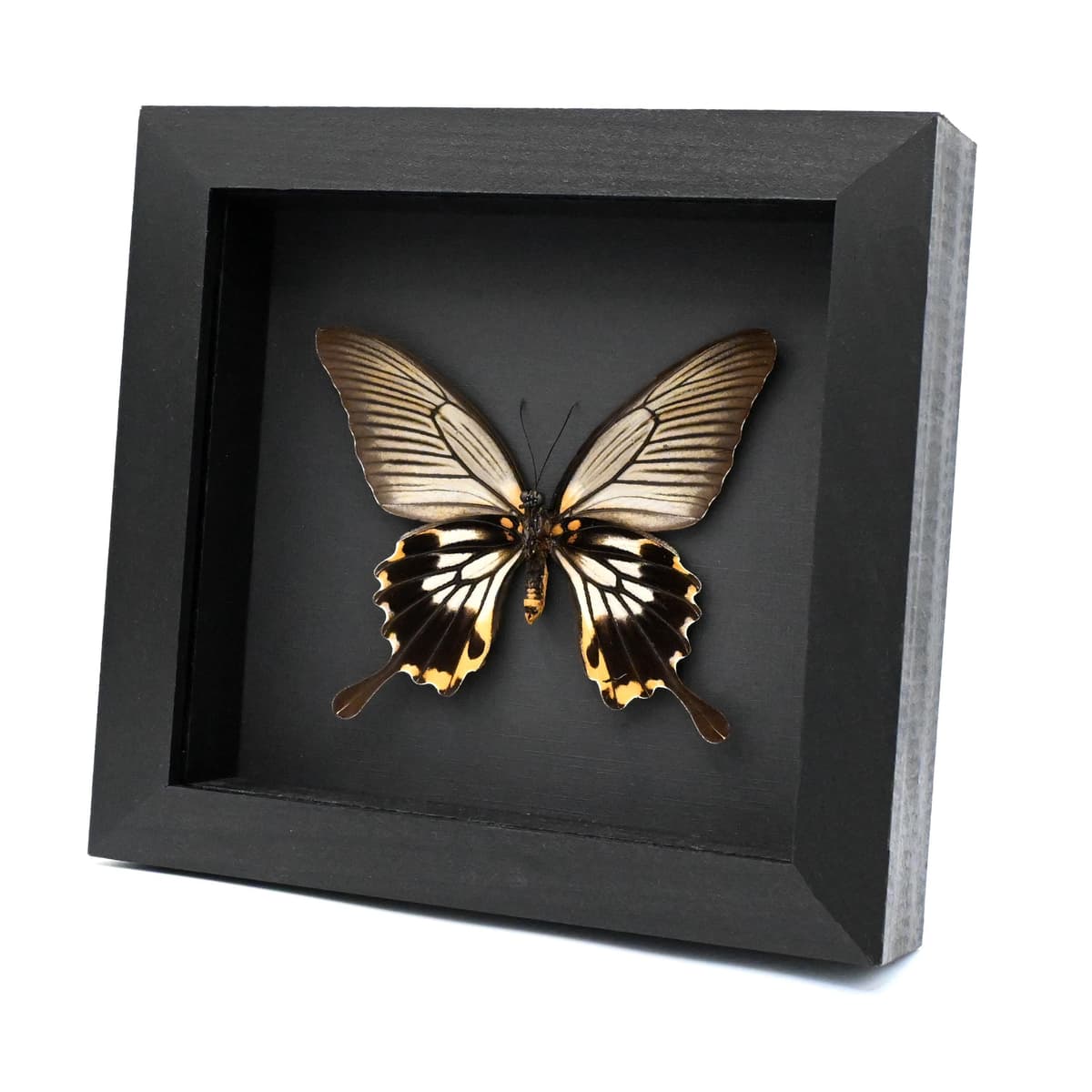 Real yellow Great Mormon butterfly framed taxidermy - Papilio memnon agenor - female