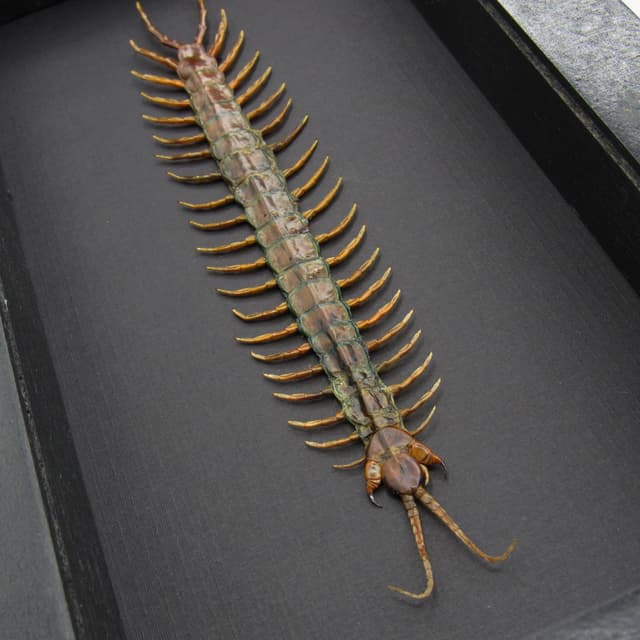 Real Giant Tanzanian Blue Ringleg Centipede framed taxidermy - Scolopendra morsitans