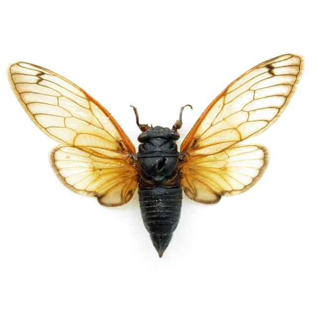 Real 17 Year Pharaoh Periodical Cicada framed taxidermy - Magicicada septendecim - 2024