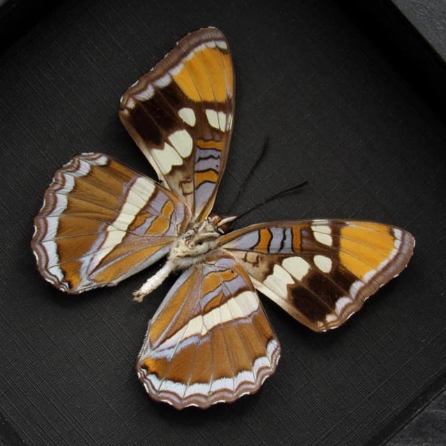 Real lavender California Sister butterfly framed taxidermy - Adelpha californica
