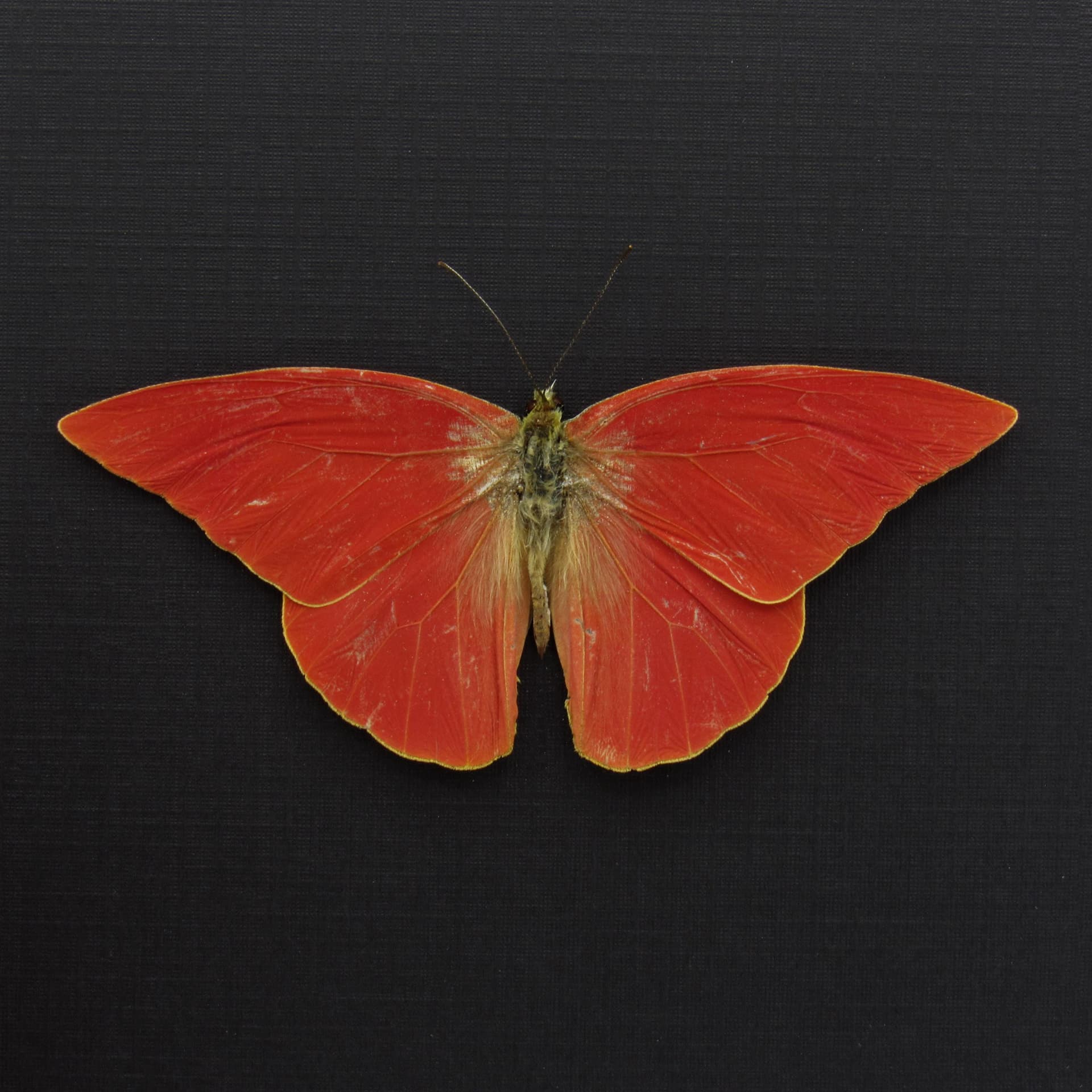 Real Orange Albatross butterfly framed taxidermy - Appias nero