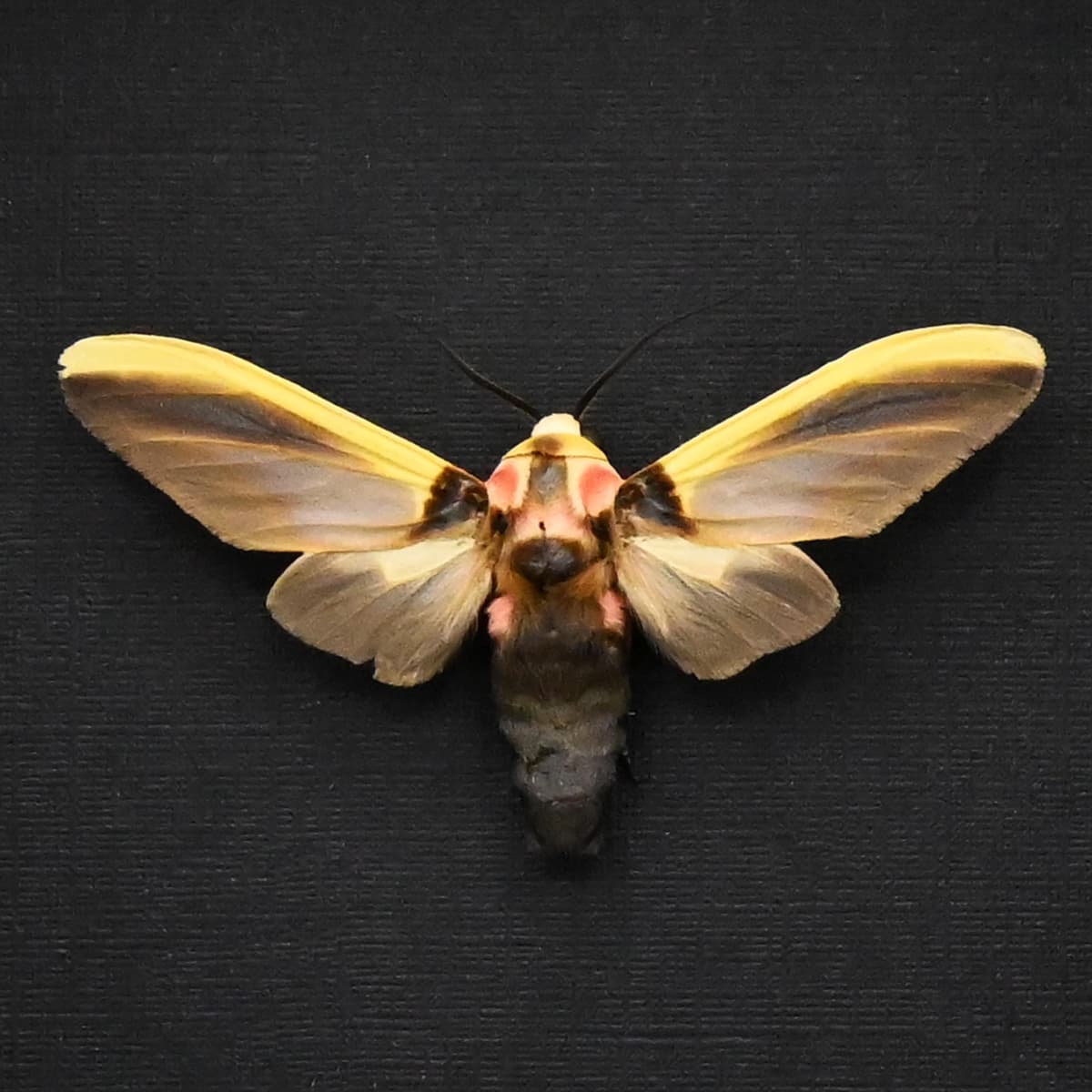 Real framed yellow Tiger Moth taxidermy - Cratoplastis diluta