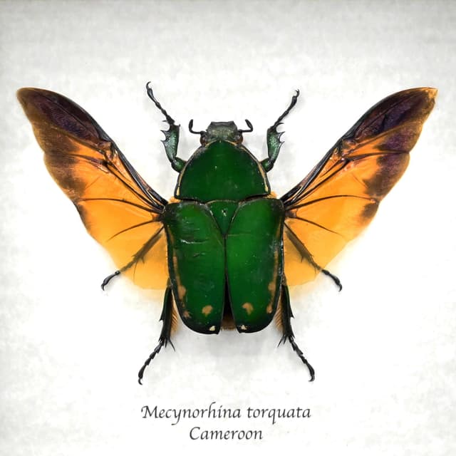 Real XL African Scarab beetle framed taxidermy - Mecynorhina torquata - female