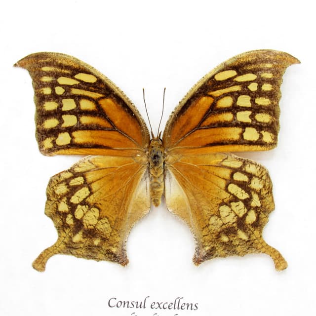 Rare orange butterfly framed taxidermy - Consul excellens - female