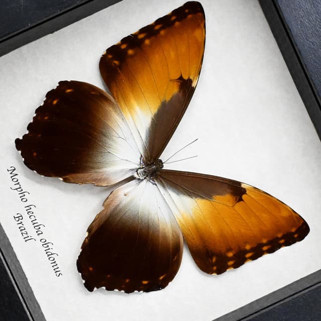 Real XL Sunset Morpho butterfly framed taxidermy - Morpho hecuba