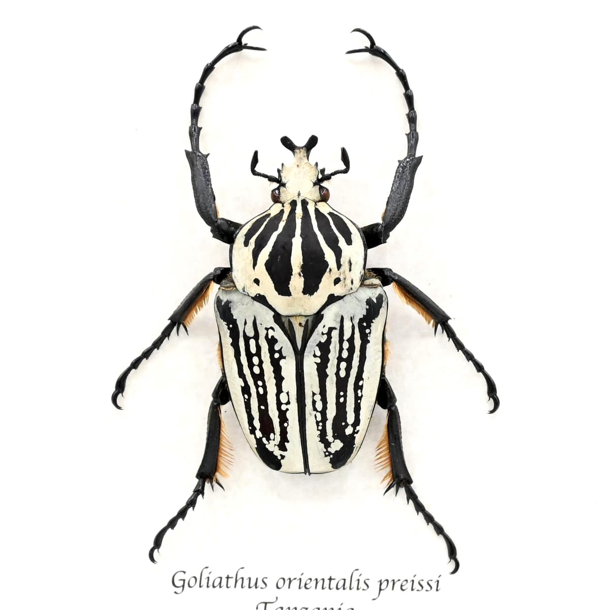 Real giant Flower beetle framed taxidermy - Goliathus orientalis preissi (usambarensis)