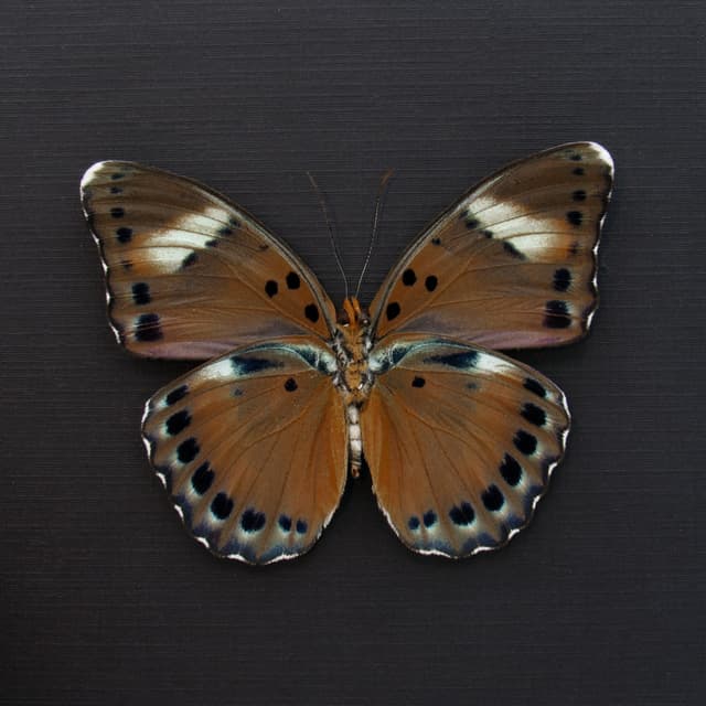 Real Forester butterfly framed taxidermy - Euphaedra fulvofasciata - large female