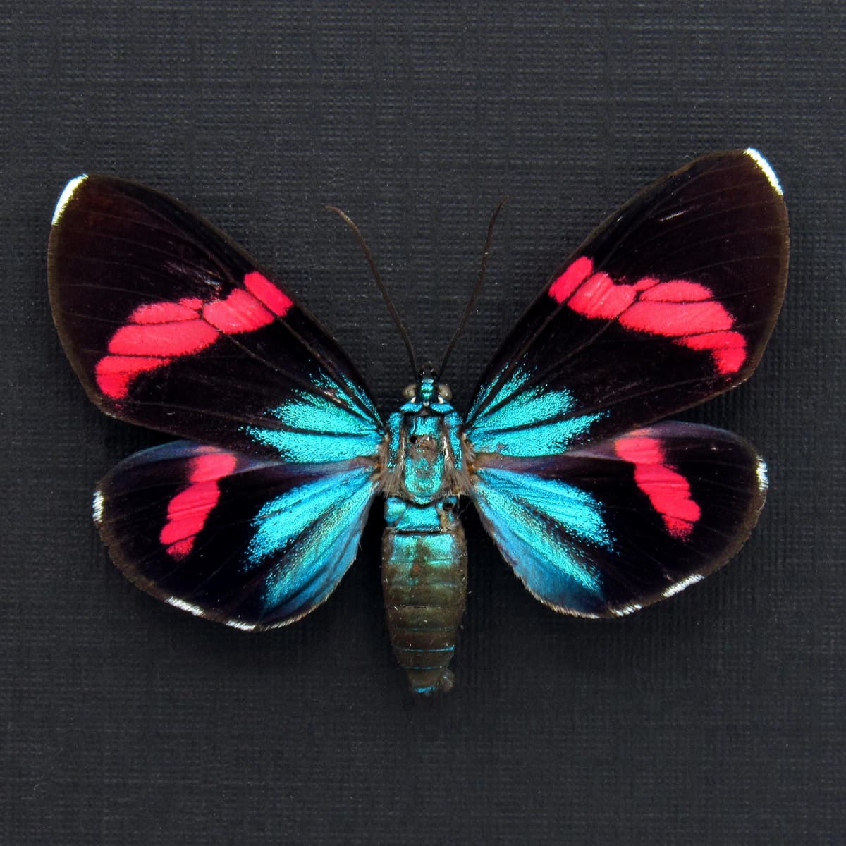 Rare metallic Day Moth framed taxidermy - Hypocrita calida