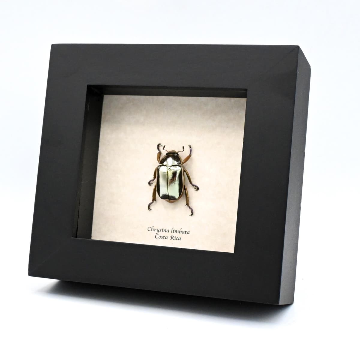 Very rare silver Jewel beetle framed taxidermy - Chrysina limbata