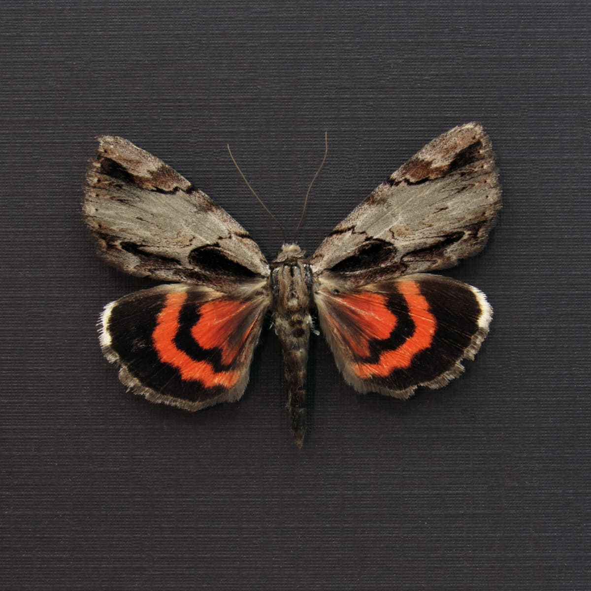 Real Red Ultronia Underwing moth framed taxidermy - Catocala ultronia