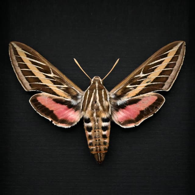 Real White-lined Sphinx moth framed taxidermy - Hyles lineata