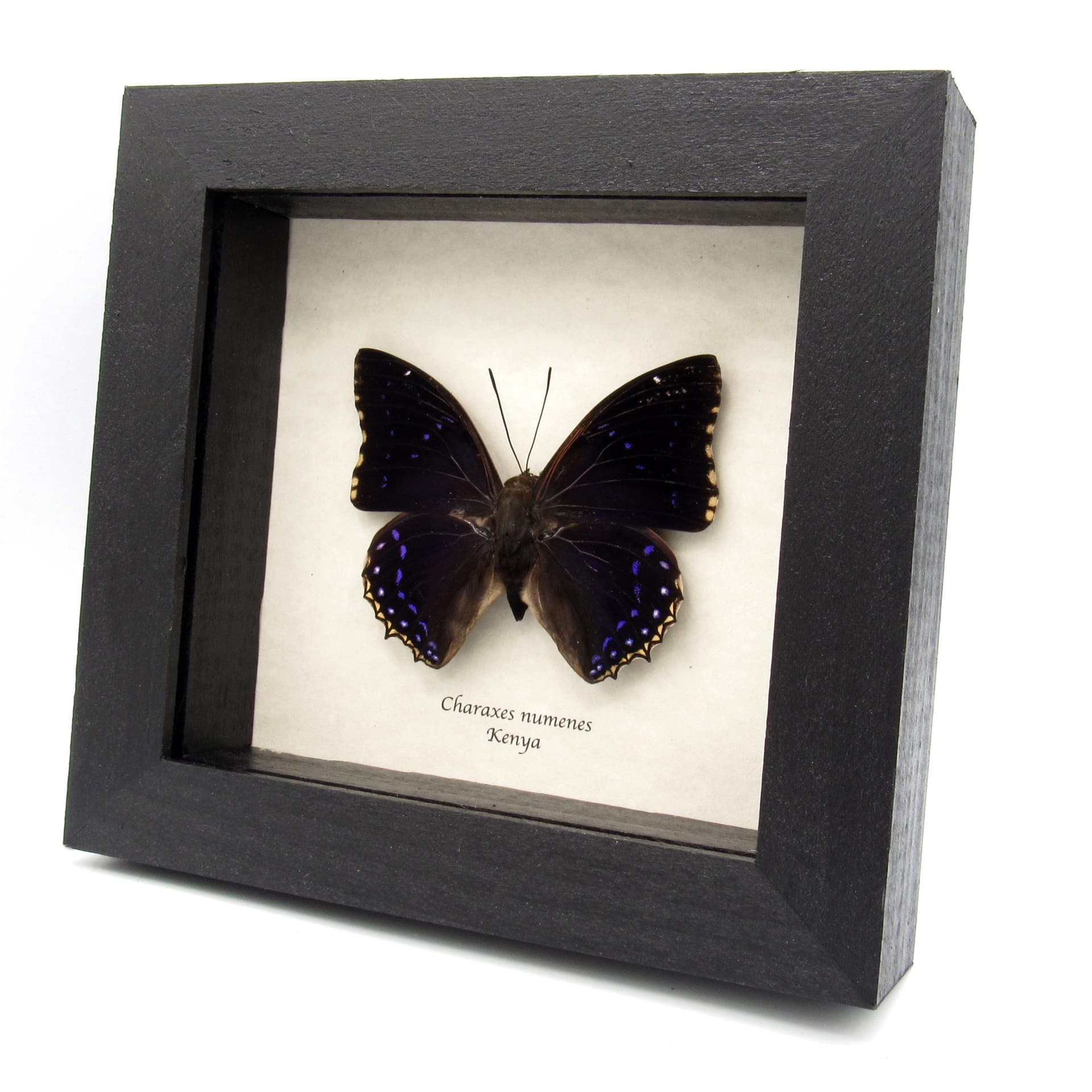 Real Lesser Blue Charaxes butterfly framed specimen - Charaxes numenes