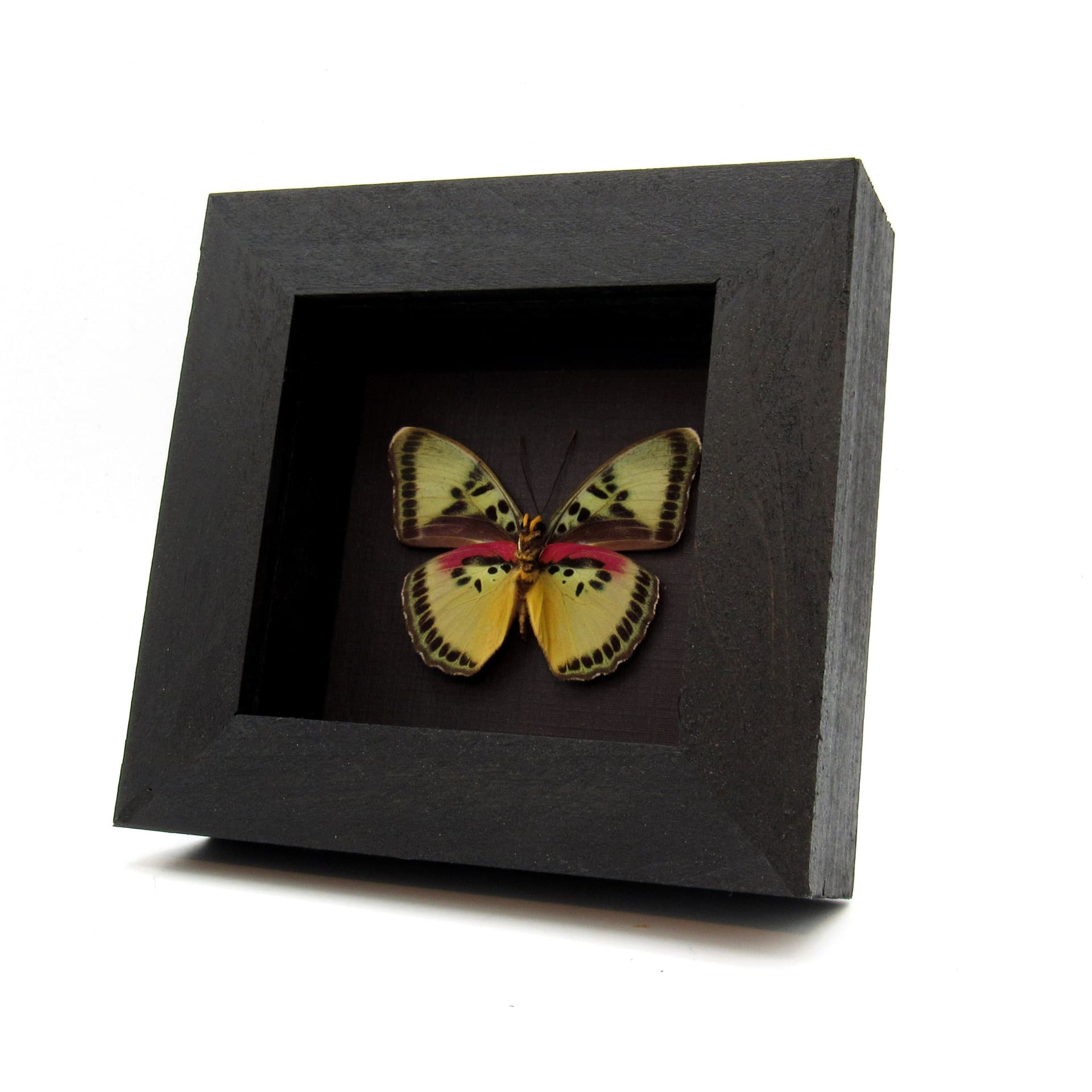Real Forester butterfly framed taxidermy - Euphaedra themis
