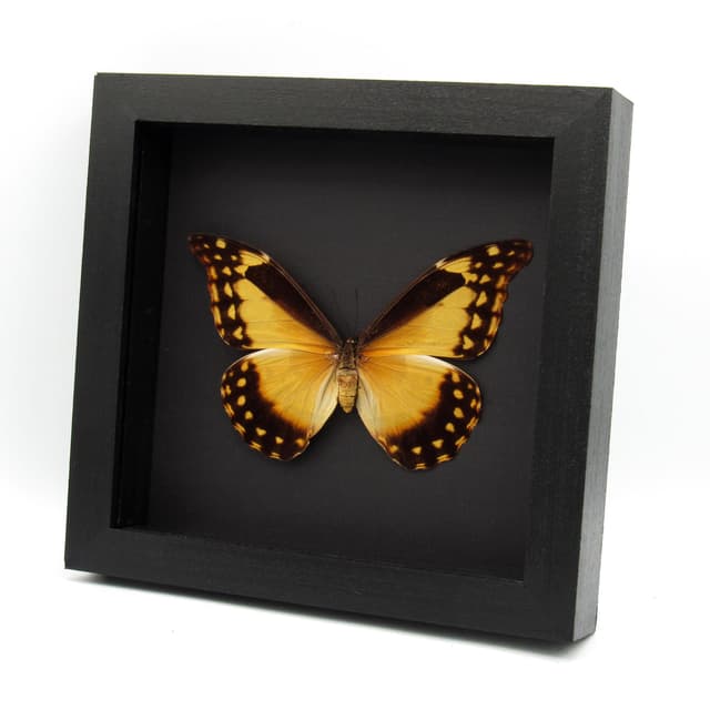 Rare yellow Morpho butterfly framed taxidermy - Morpho rhetenor helena - female