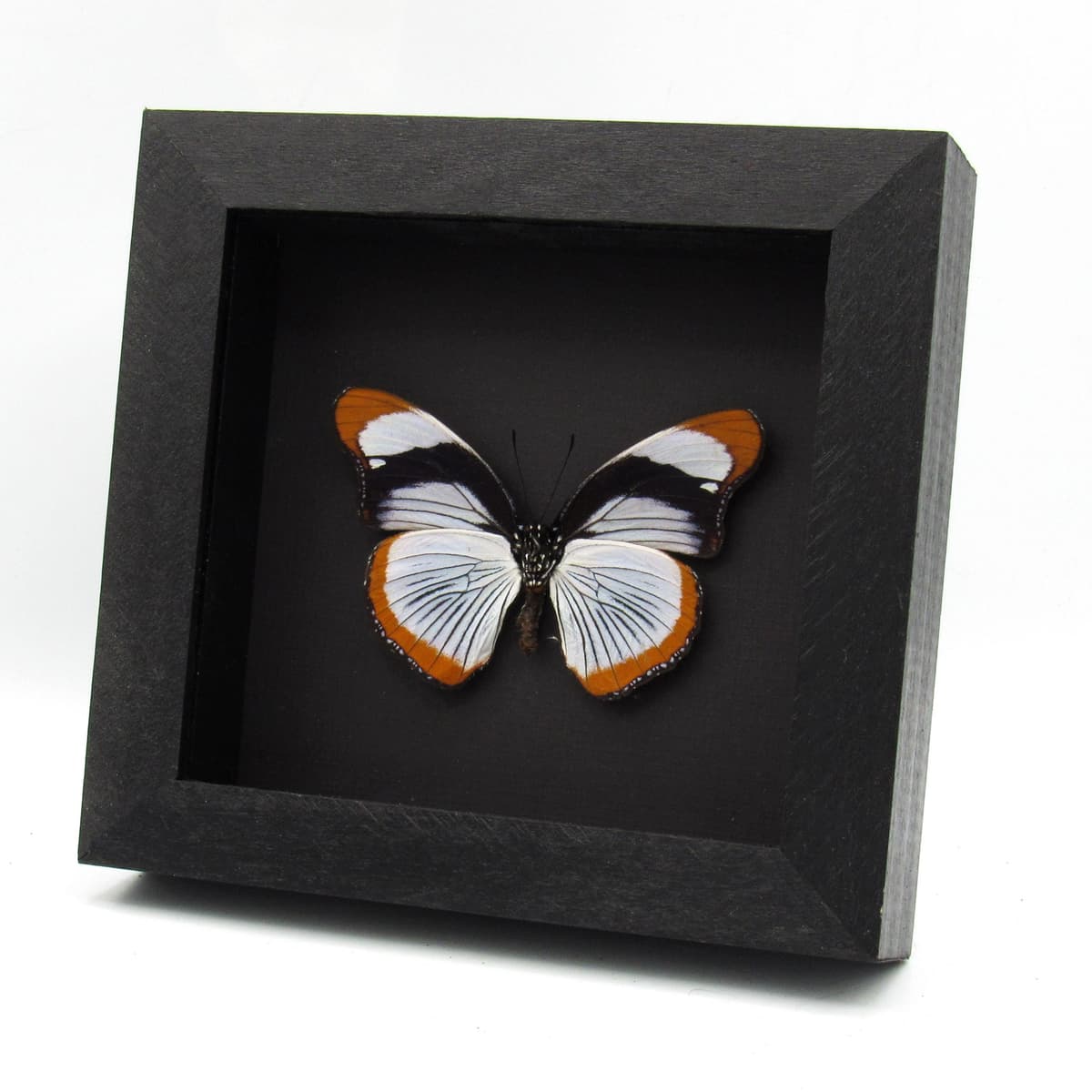 Rare Red Spot Diadem butterfly framed taxidermy - Hypolimnas usambara