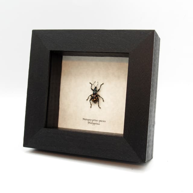 WEEVIL MANIA - Real metallic beetle framed taxidermy - Metapocyrtus species