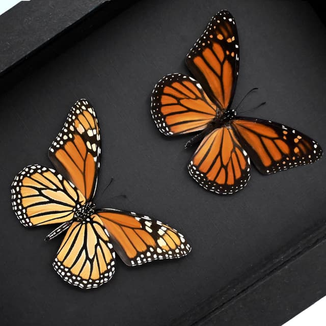 Real Monarch butterfly Pair taxidermy - Danaus plexippus - male and female