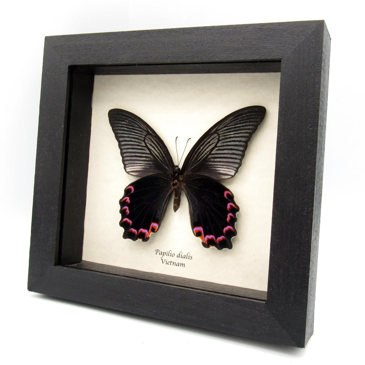 Real Giant Peacock Swallowtail butterfly framed taxidermy - Papilio dialis